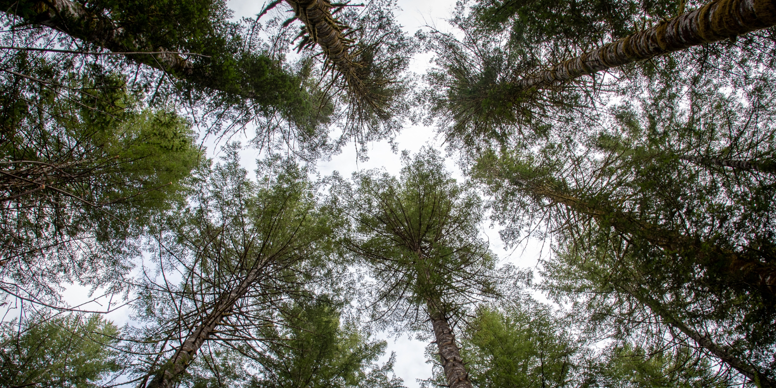 A photo looking up at tall trees and seeing how they converge at the top