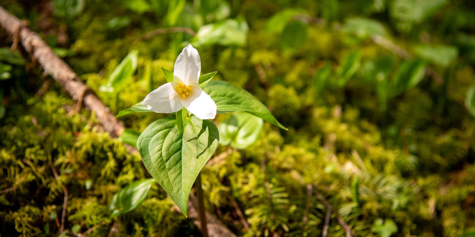 A flower with three triangular white petals, three larger green leafs sits among a green moss colored forest floor