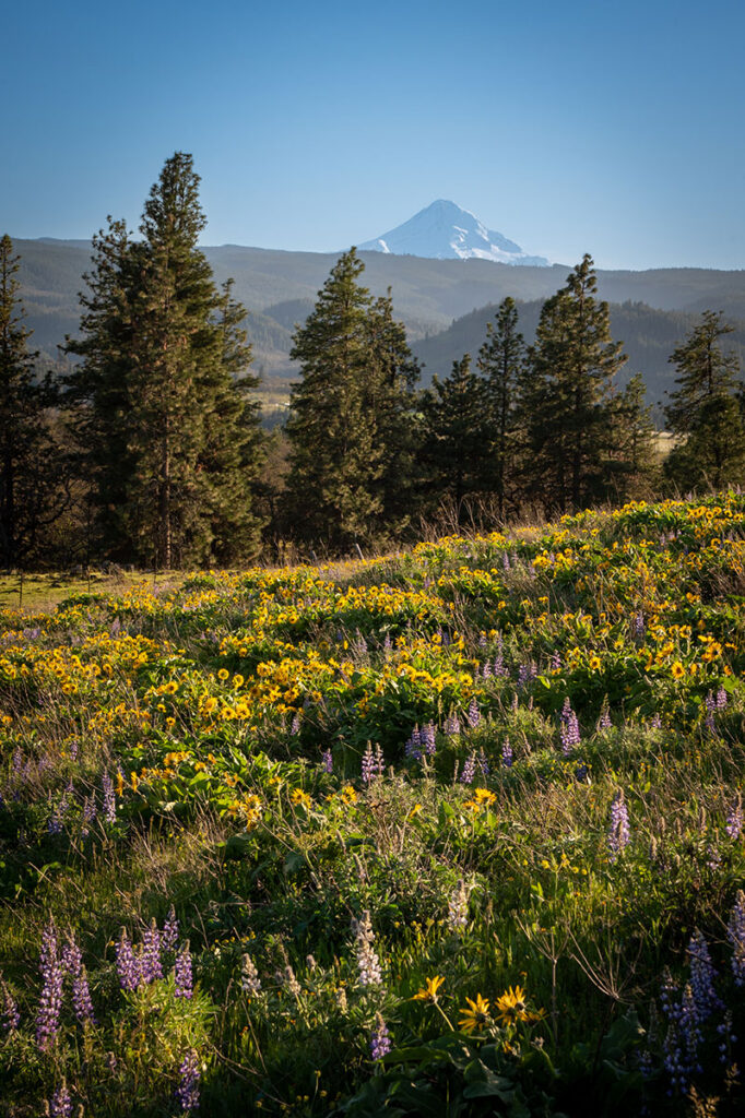 The triangle top of Mt Hood is seen peaking behind rolling hills covered in yellow and purple flowers.