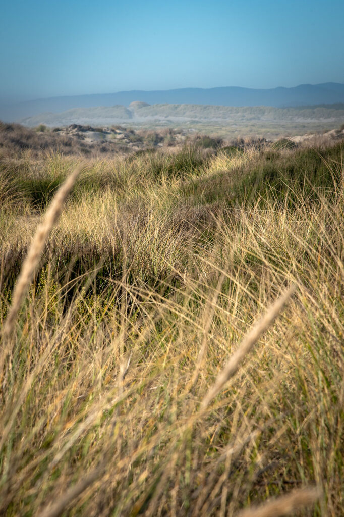 A close-up of seagrass shows the plant extending far into the distance