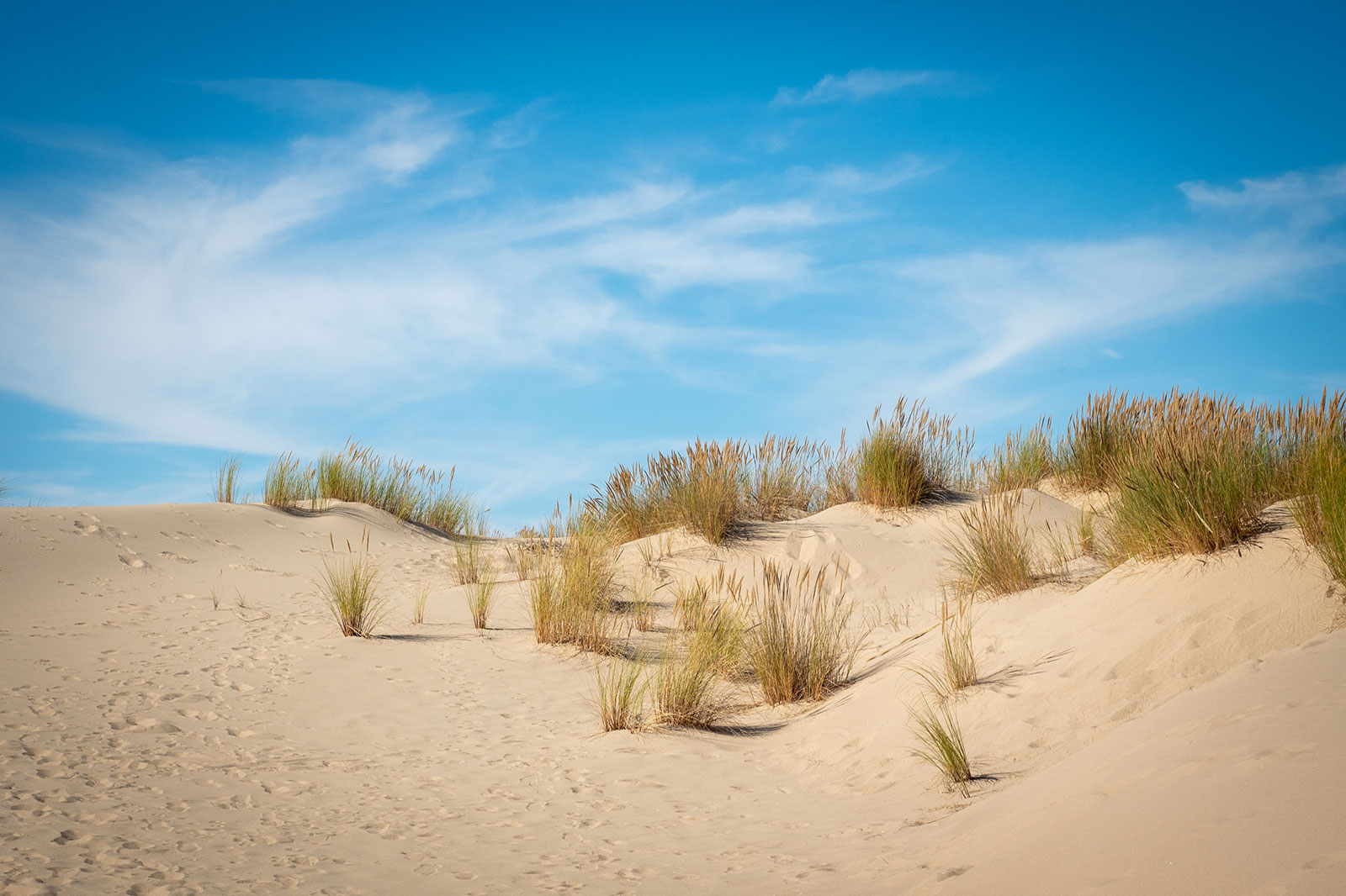 A mound of sand in Oregon Dunes National Recreation Area covered in footprints and green and orange seagrass against a bright blue sky