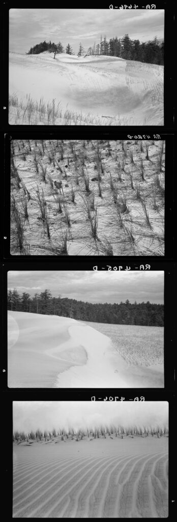 A strip of four black and white photos show different angles of beachgrass planted in sand.