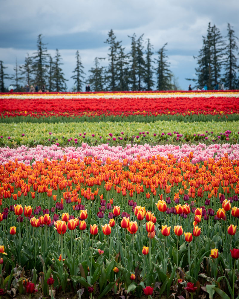 Rows of different colored tulips