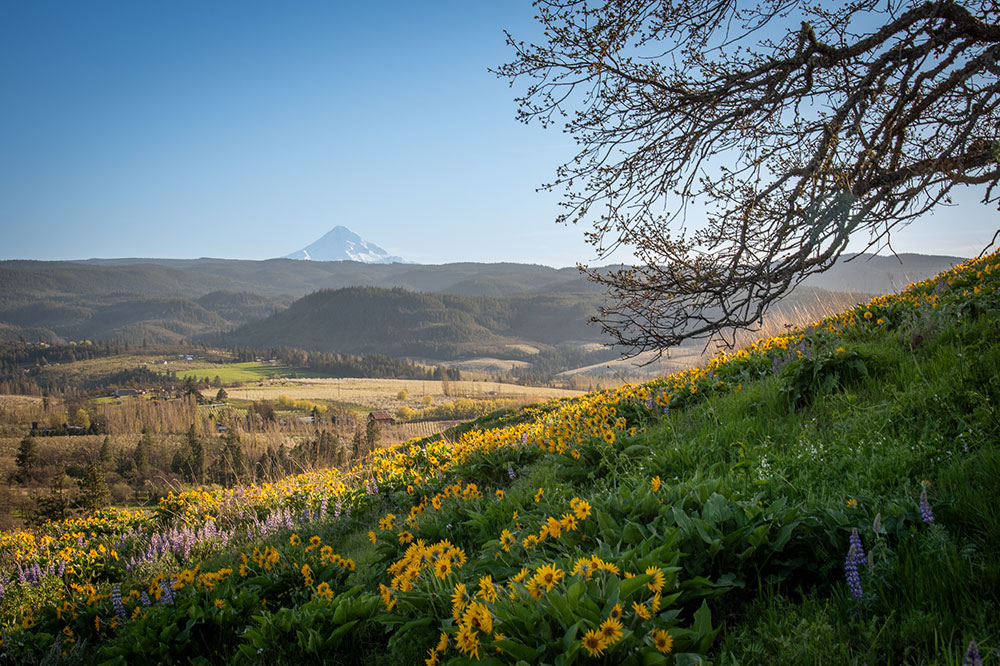 The top of Mt. Hood can be seen behind rolling hills covered in yellow and purple flowers