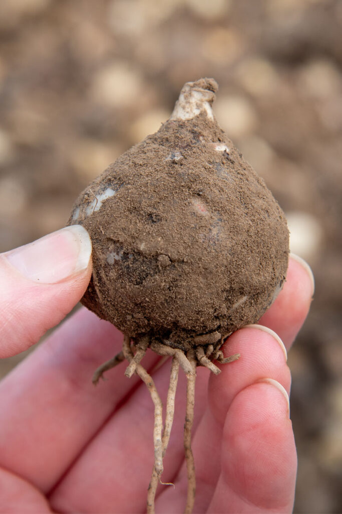 A small, onion-shaped, dirt-covered bulb being held in a hand