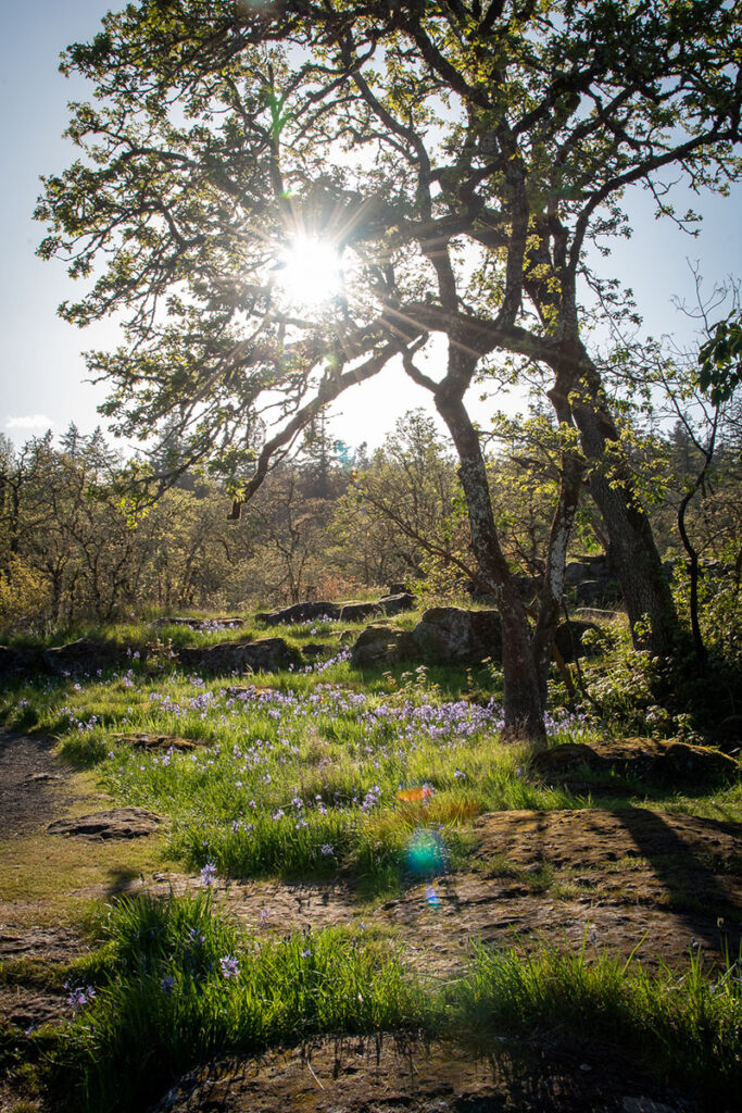 The sun peaks through the branches of an Oregon white oak with a field of green grass and purple flowers below.