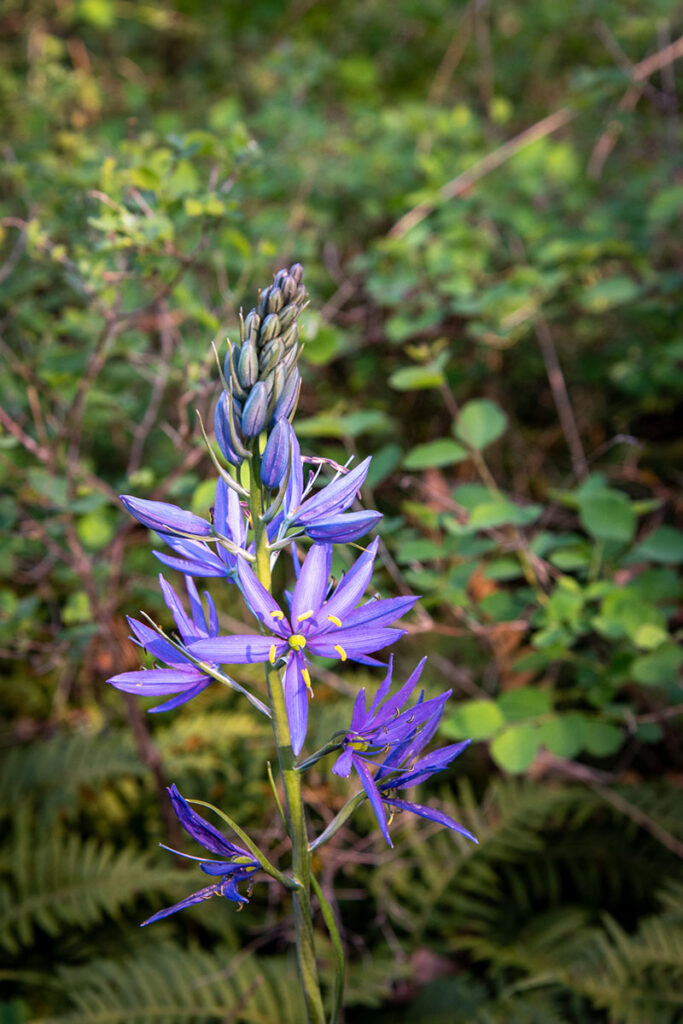 A stalk of several purple, star-shaped flowers