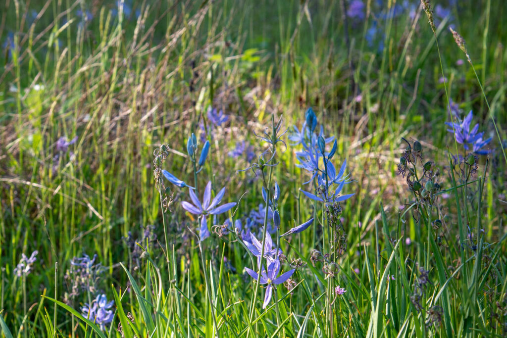 A field of blue and purple flowers
