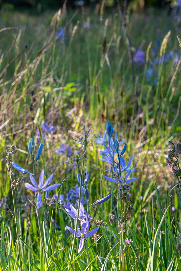 A field of blue and purple flowers