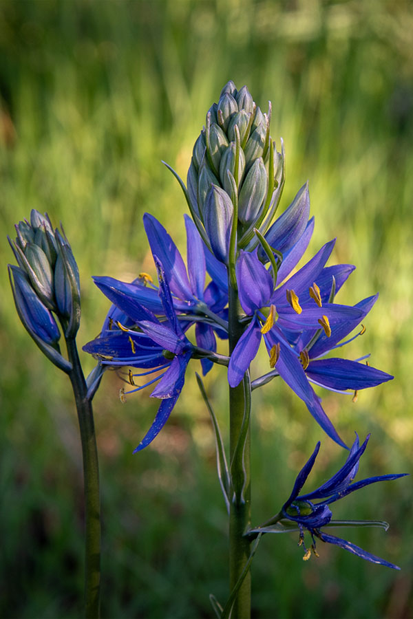 A stalk with several tiny purple flowers