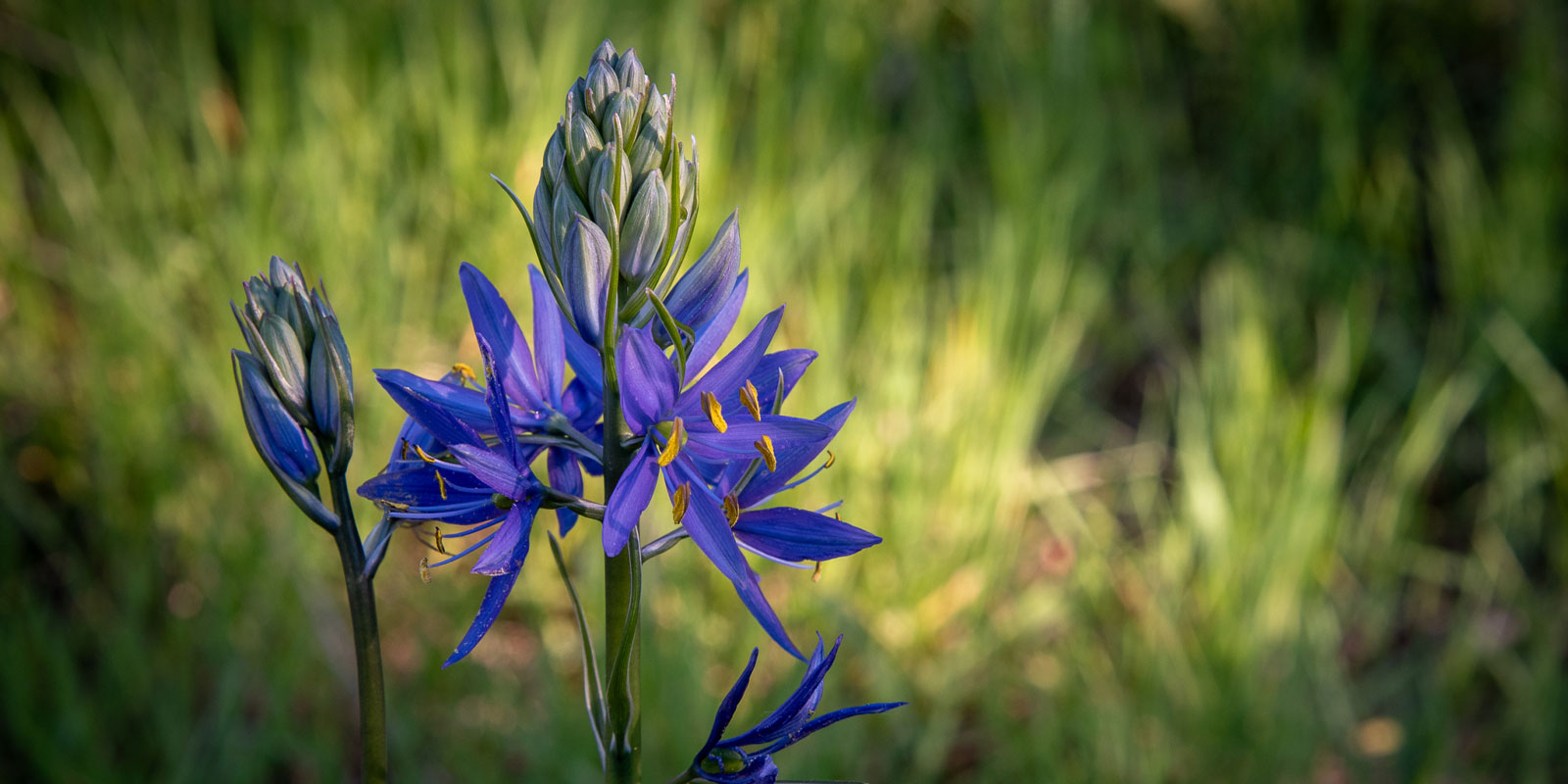 A stalk with several tiny purple flowers