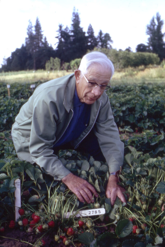 A photo of an older man, kneeling down, and looking through strawberries growing in a field