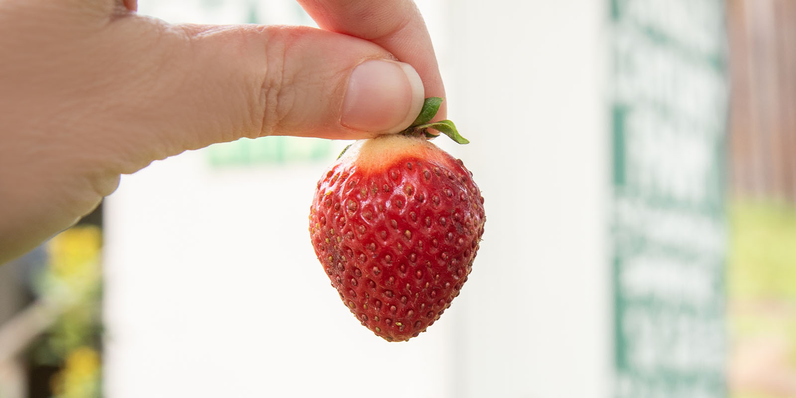 A red strawberry is held by the top, revealing the white cone at the top.