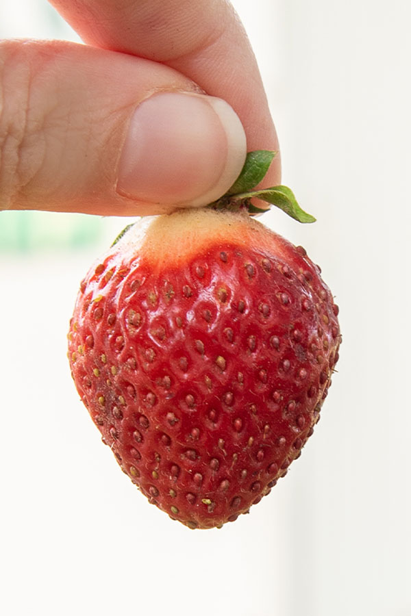 A red strawberry is held by the top, revealing the white cone at the top.