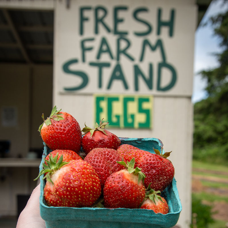 A pint of red strawberries in front of a sign that says Fresh Farm Stand