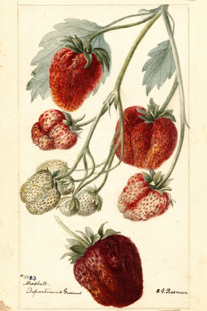A watercolor of six strawberries of different sizes and colors