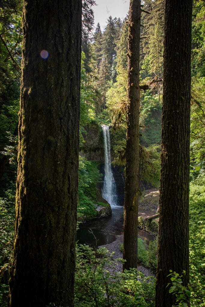 A waterfall is seen through a stand of talls trees