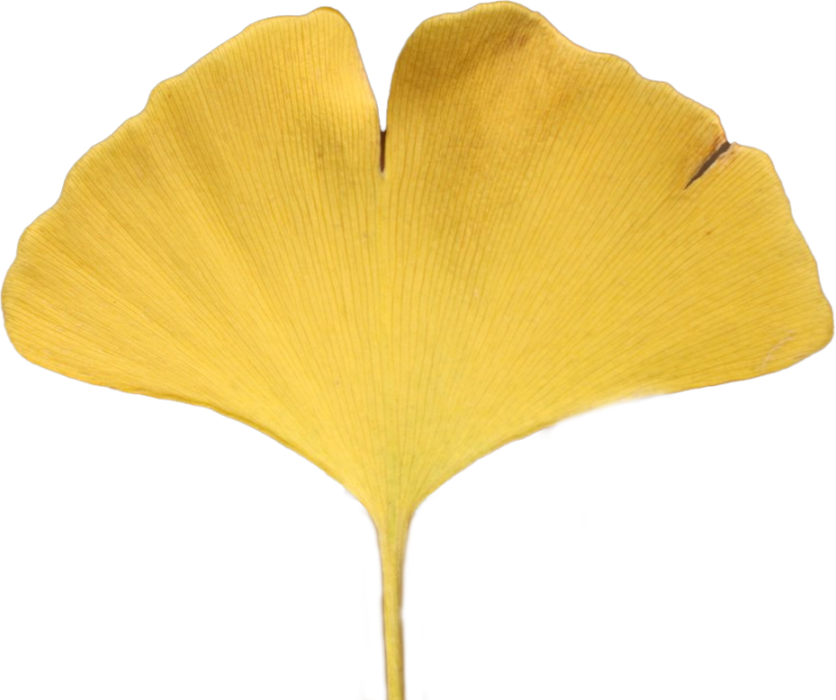 A yellow ginko leaf