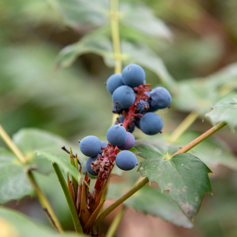 A dark blue Oregon grape