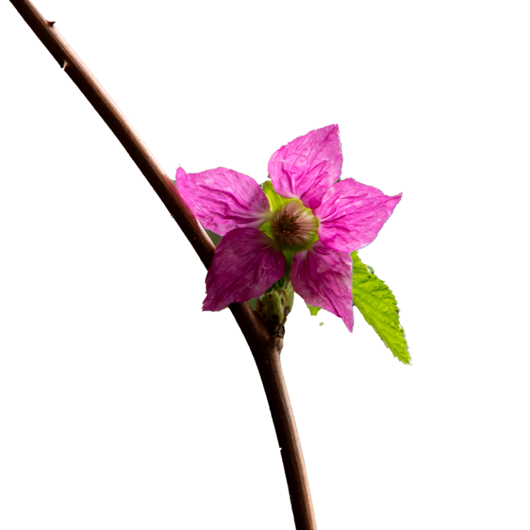 The pink flower of a salmonberry