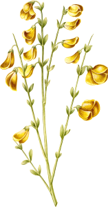 02_scotch-broom